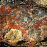 Jäkälöytynyt kivi